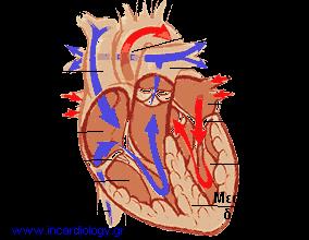 Τι είναι το καρδιαγγειακό ή κυκλοφορικό σύστημα του ανθρώπου; 